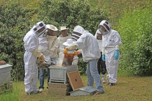 Sortie nature_découverte de l'apiculture